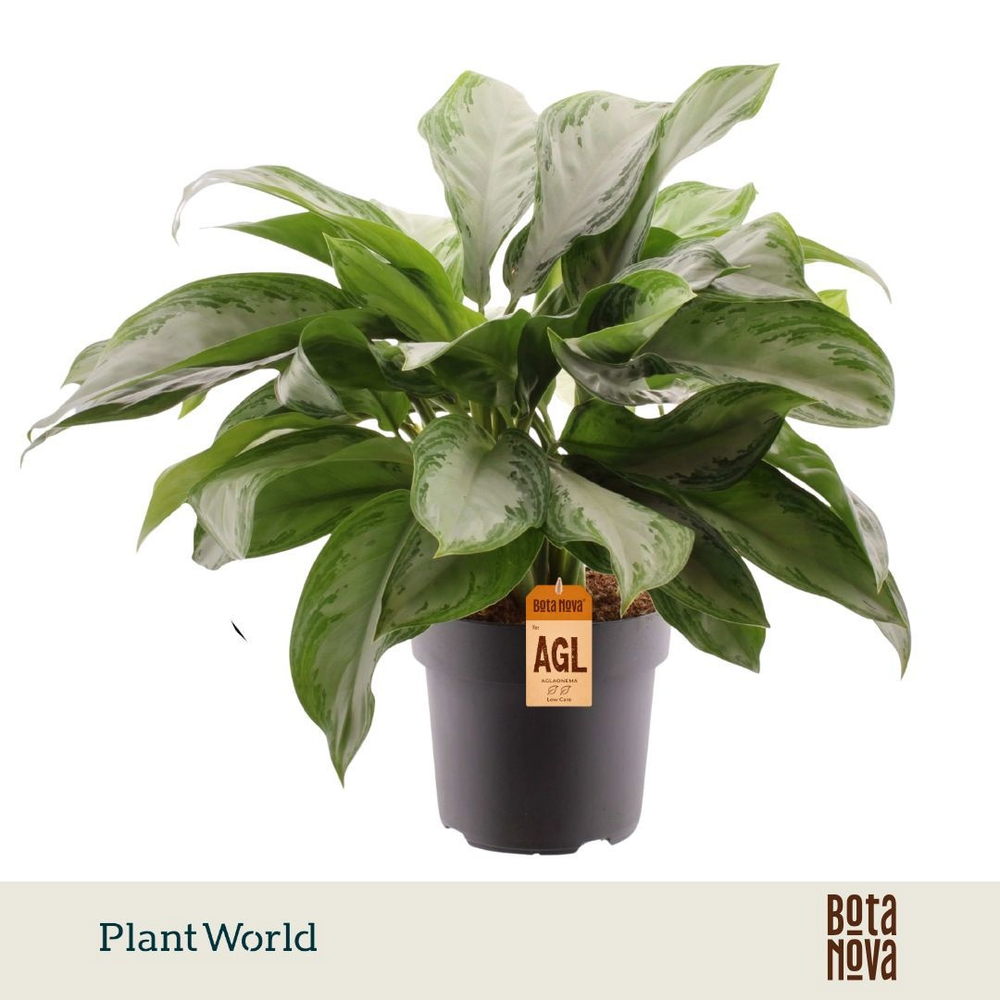 Aglaonema Silver Bay (Decorum).