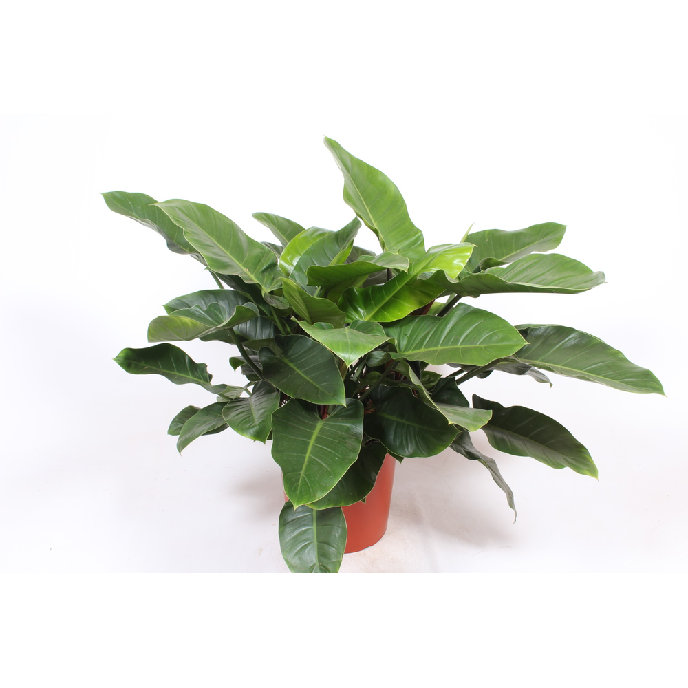 Philodendron Imperial Green.