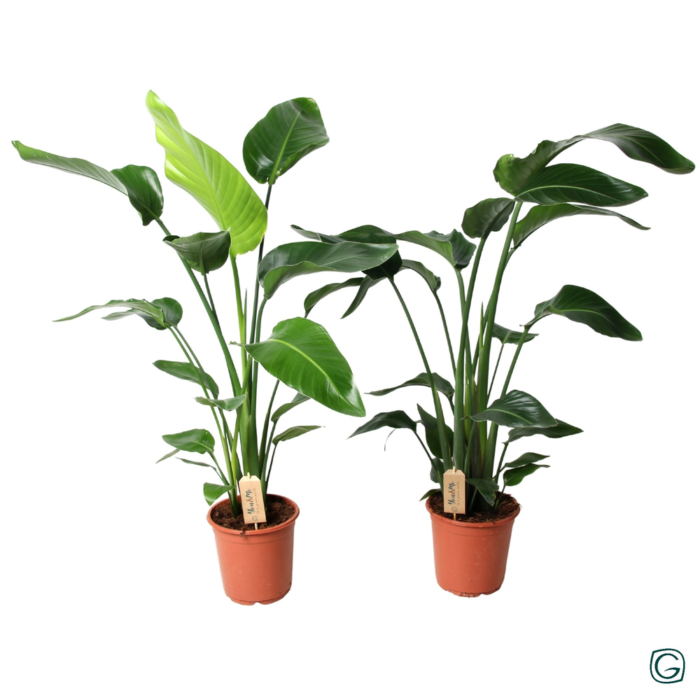 Strelitzia nicolai 130cm +.