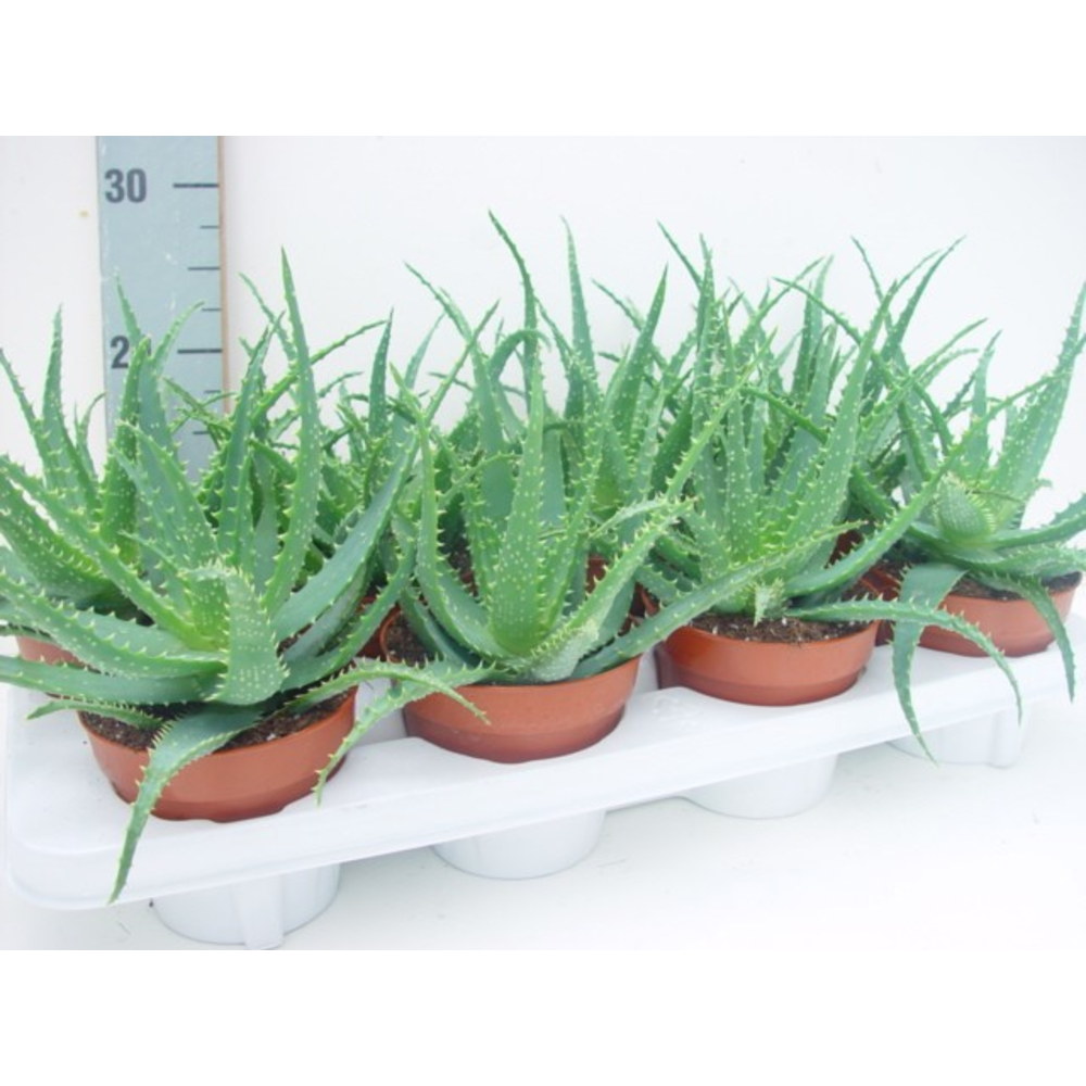 Aloe arborescens 12.