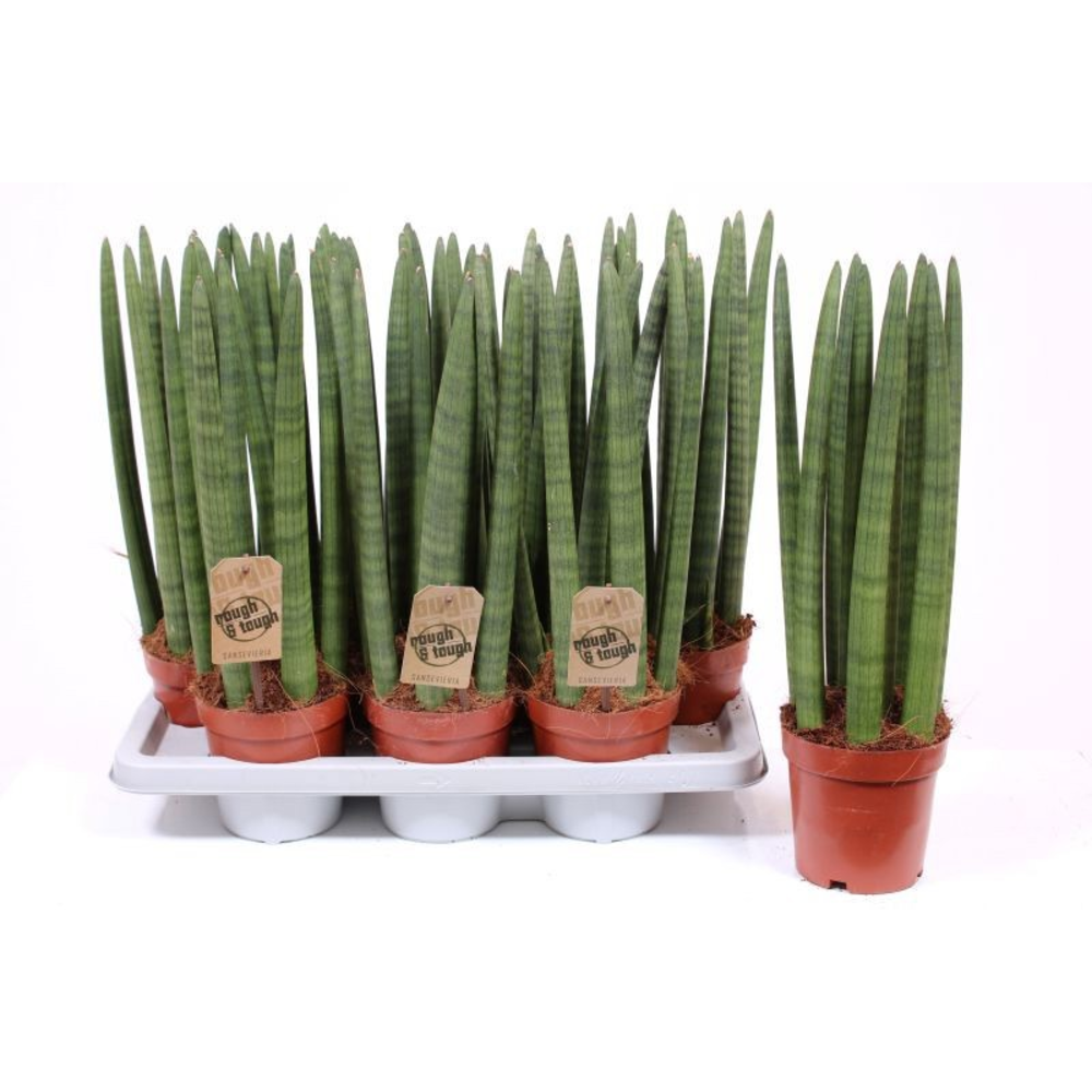 Sansevieria Straight.