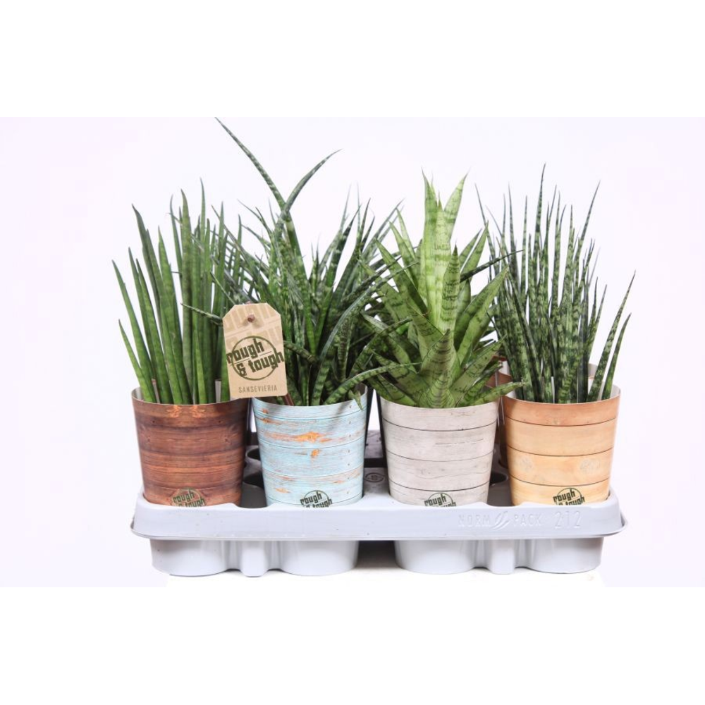 Sansevieria mix in Rough & Tough cup.