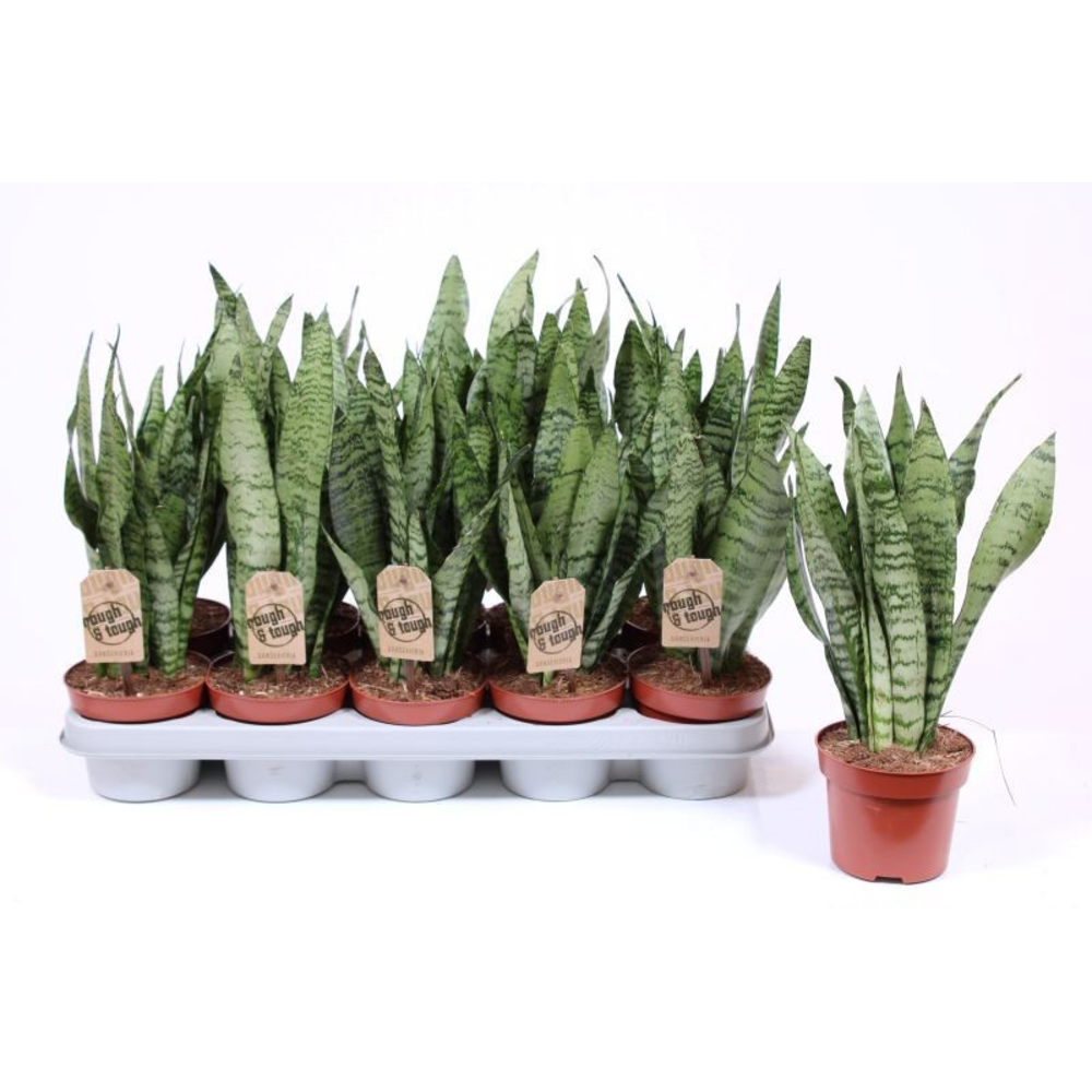 Sansevieria zeylanica.