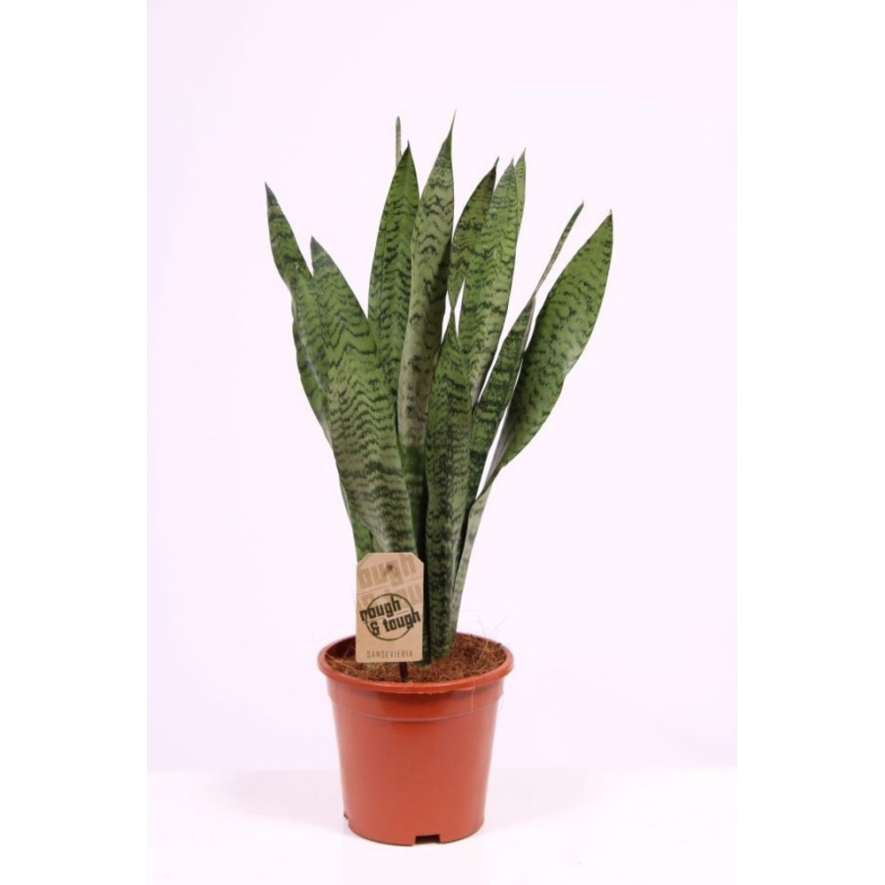 Sansevieria zeylanica.