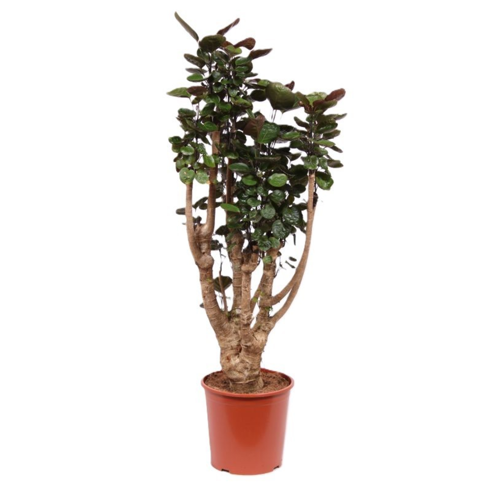 Polyscias Fabian.