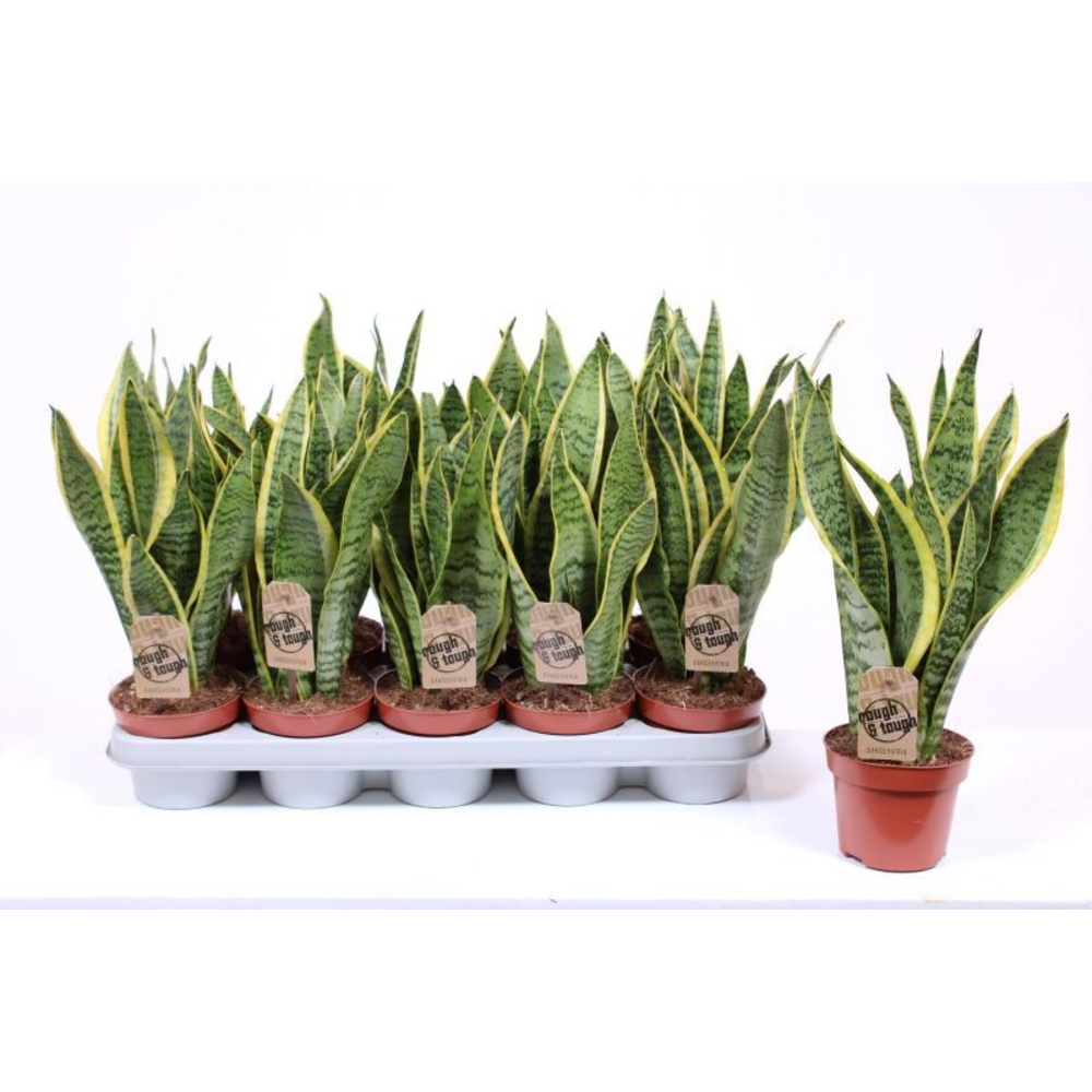 Sansevieria Laurentii.