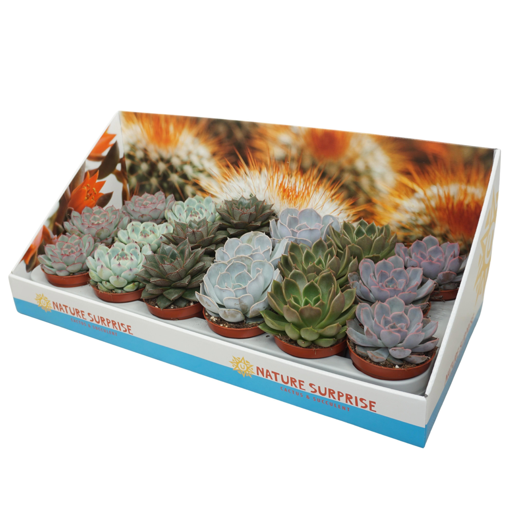 Echeveria mix 8,5 cm in presentatiedoos.