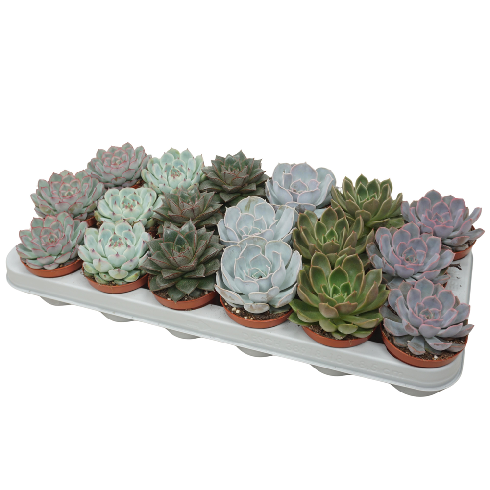 Echeveria mix 8,5 cm.
