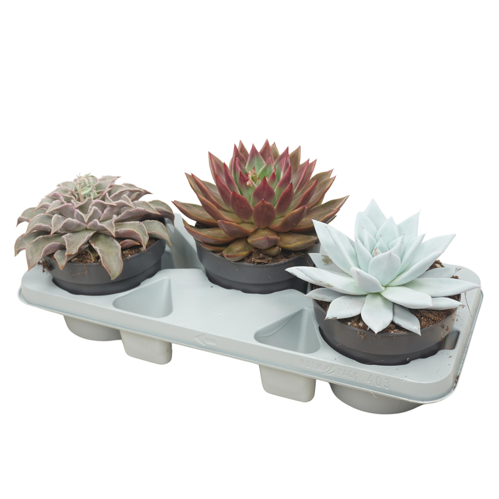 Echeveria mix 17 cm.
