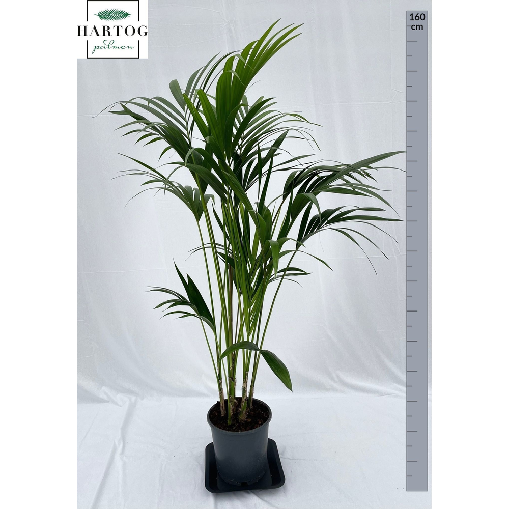 Howea forsteriana 160cm (Kentia).