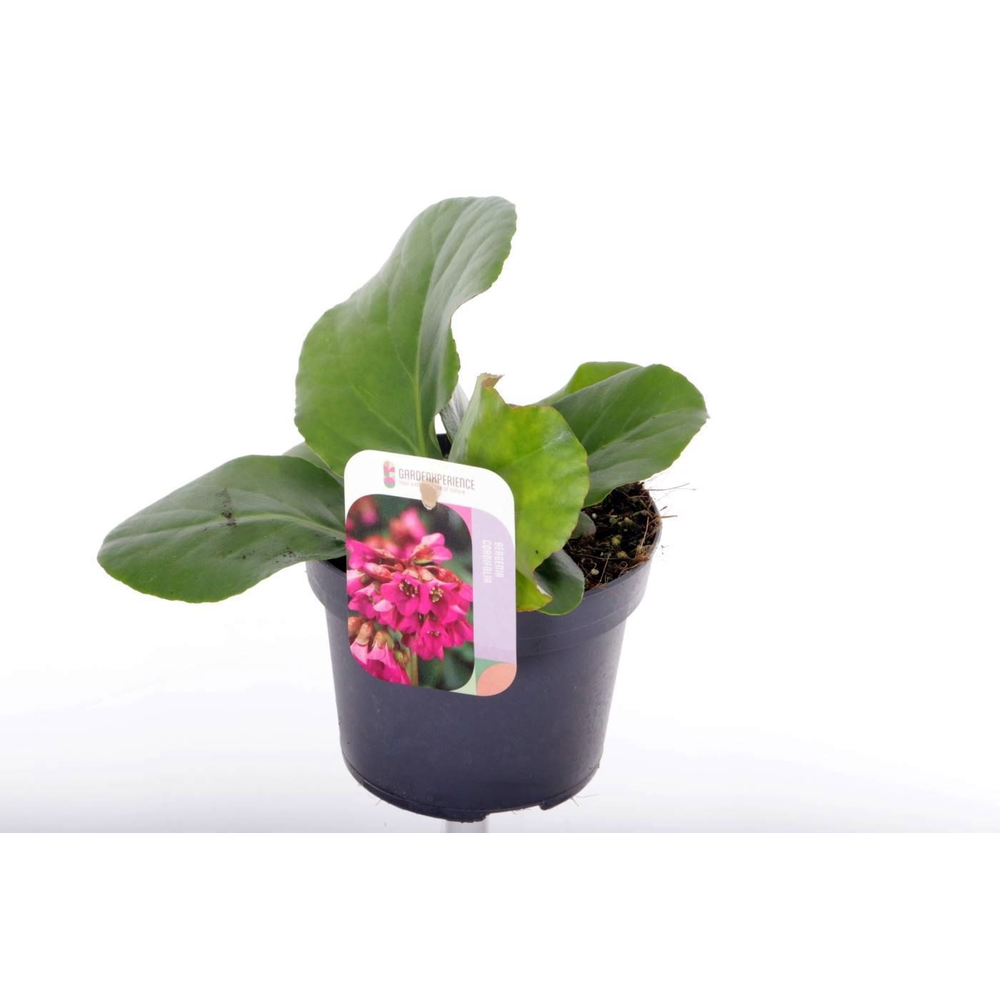 Bergenia shoeshine rose.