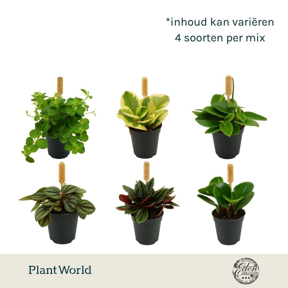 Peperomia gemengd 5,5cm.