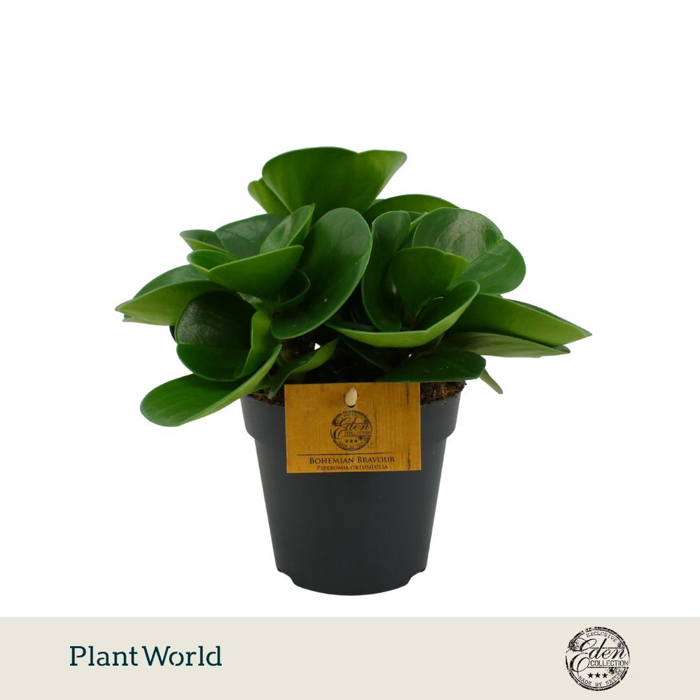 Peperomia Obtusifolia Groen 12cm.