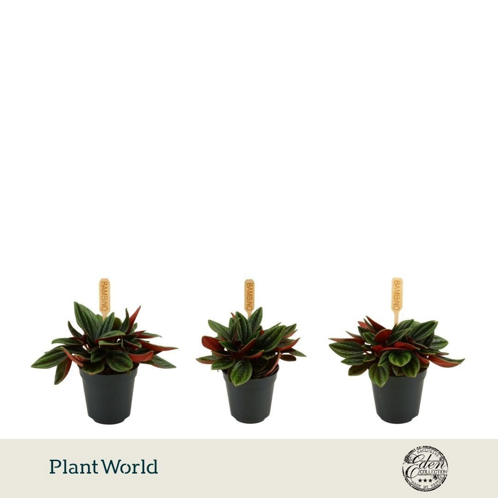 Peperomia Rosso 5,5cm.