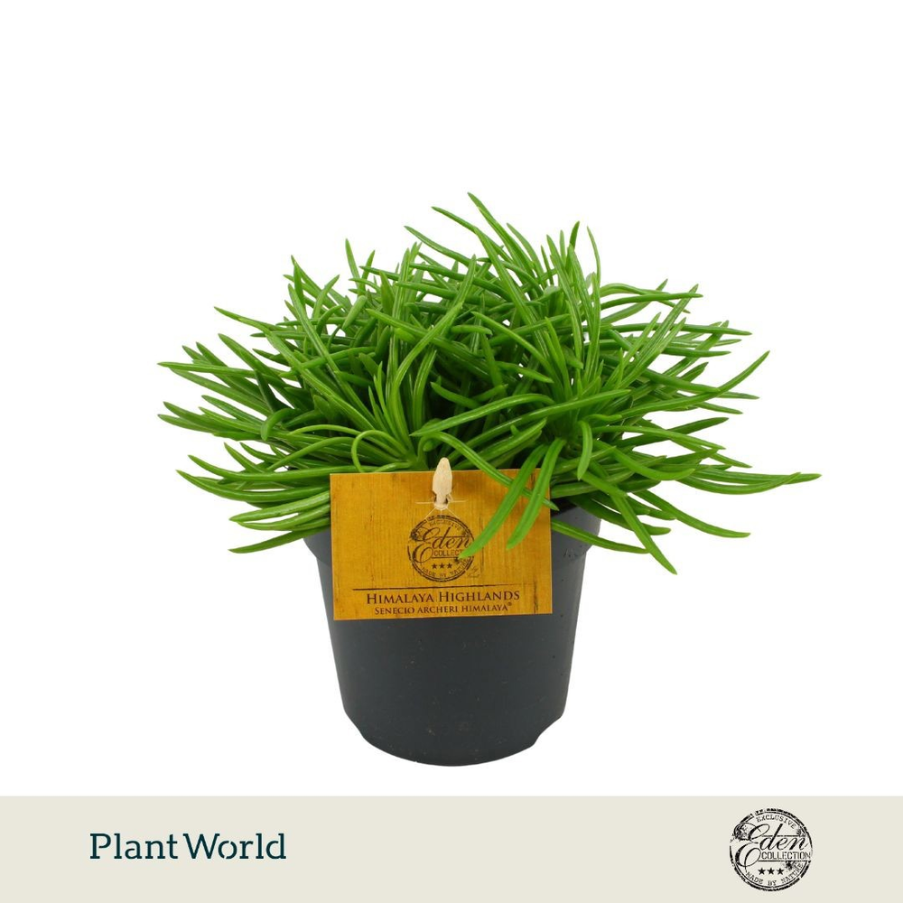 Senecio Himalaya 12cm.