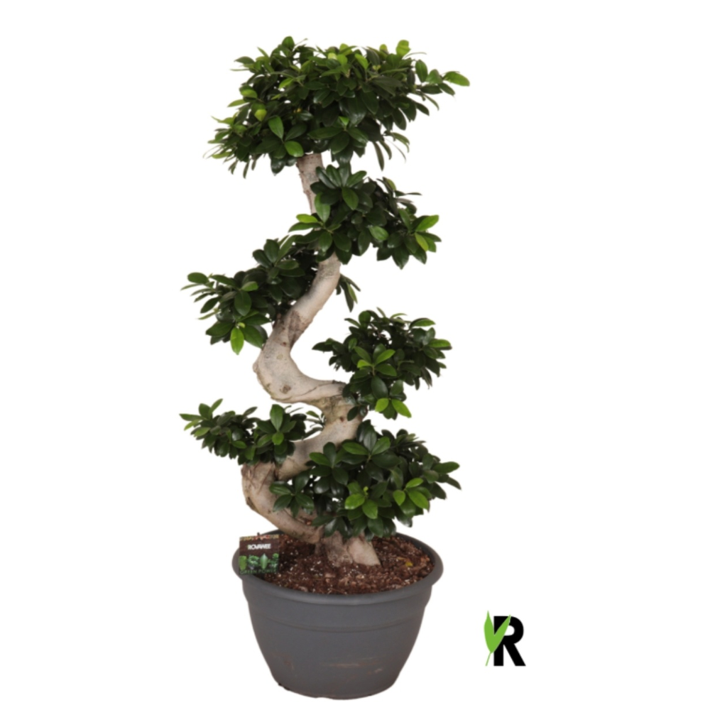 Ficus micr. S-type.