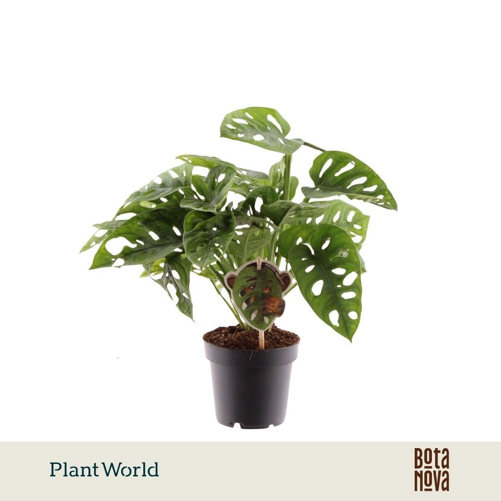 Monstera obliqua 'Monkey Leaf'.