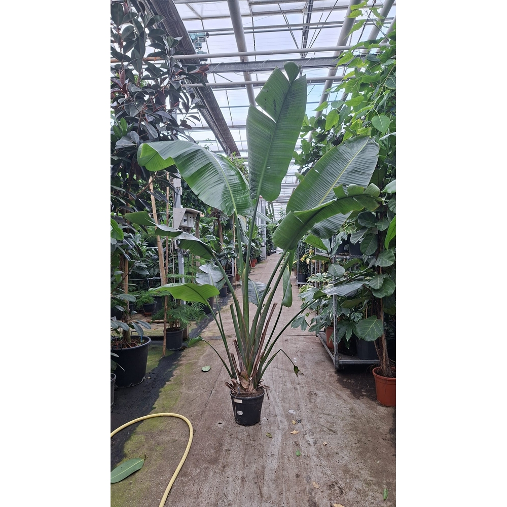Strelitzia Nicolai toef 300.