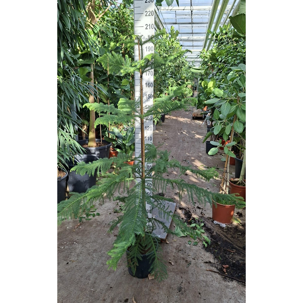 Araucaria toef 200.