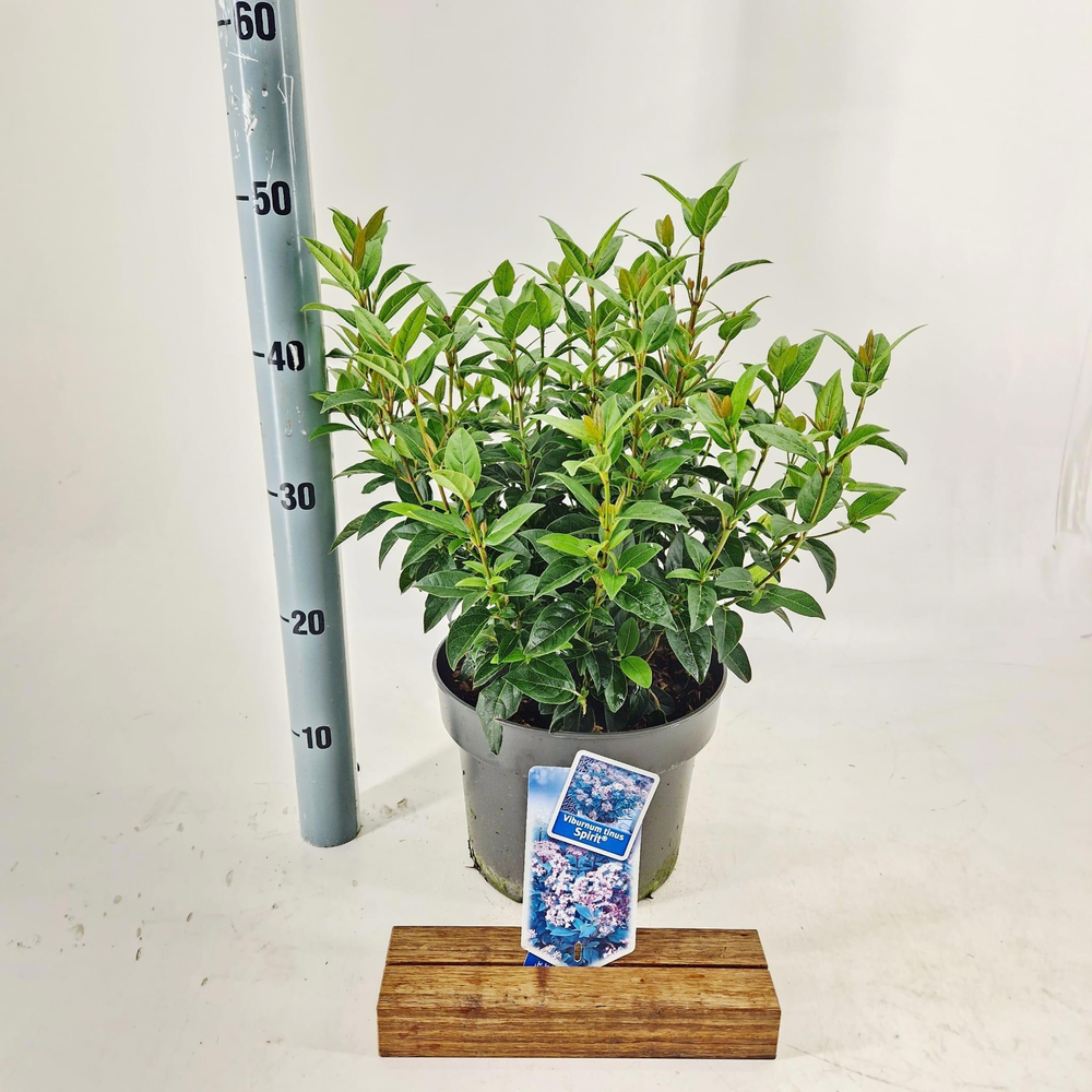 Viburnum tinus Spirit ('Anvi'PBR).