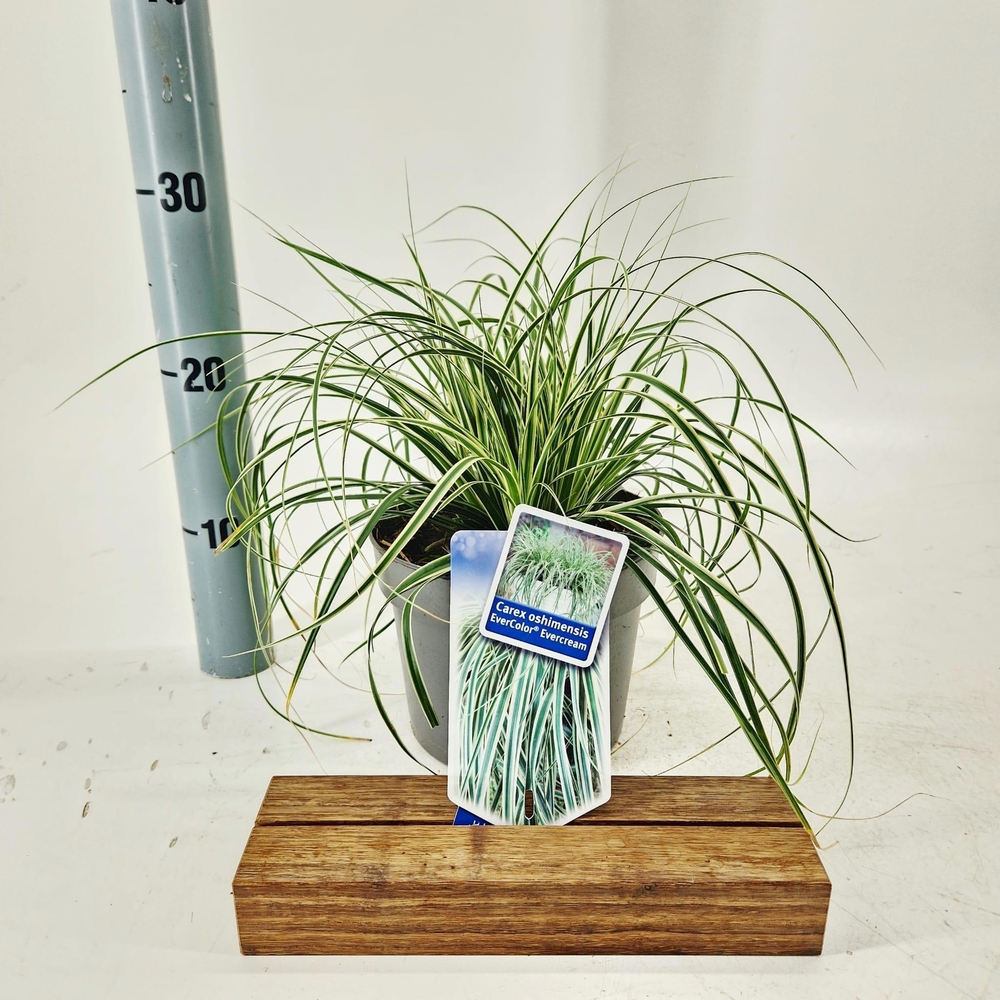 Carex oshimensis EverColor® Evercream ('Ficre'PBR).