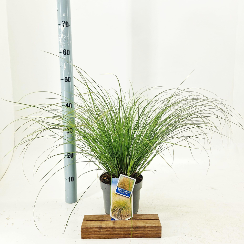 Carex testacea 'Prairie Fire'.