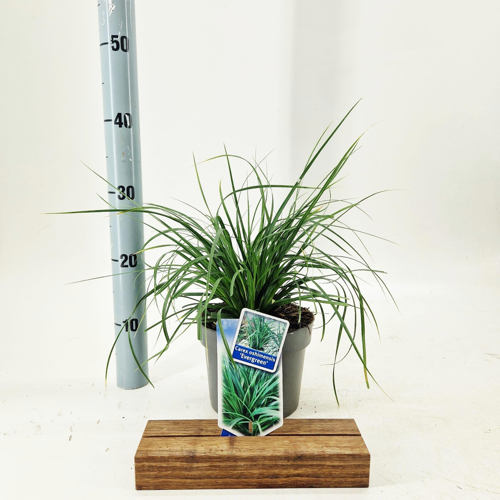 Carex oshimensis EverColor® 'Evergreen’.