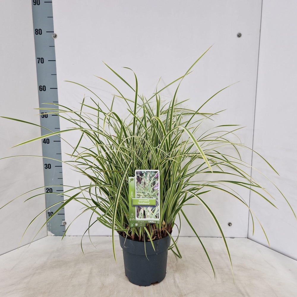Carex morrowii 'Goldband'.