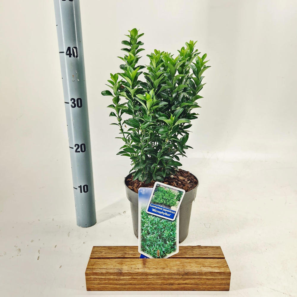 Euonymus jap. 'Microphyllus'.