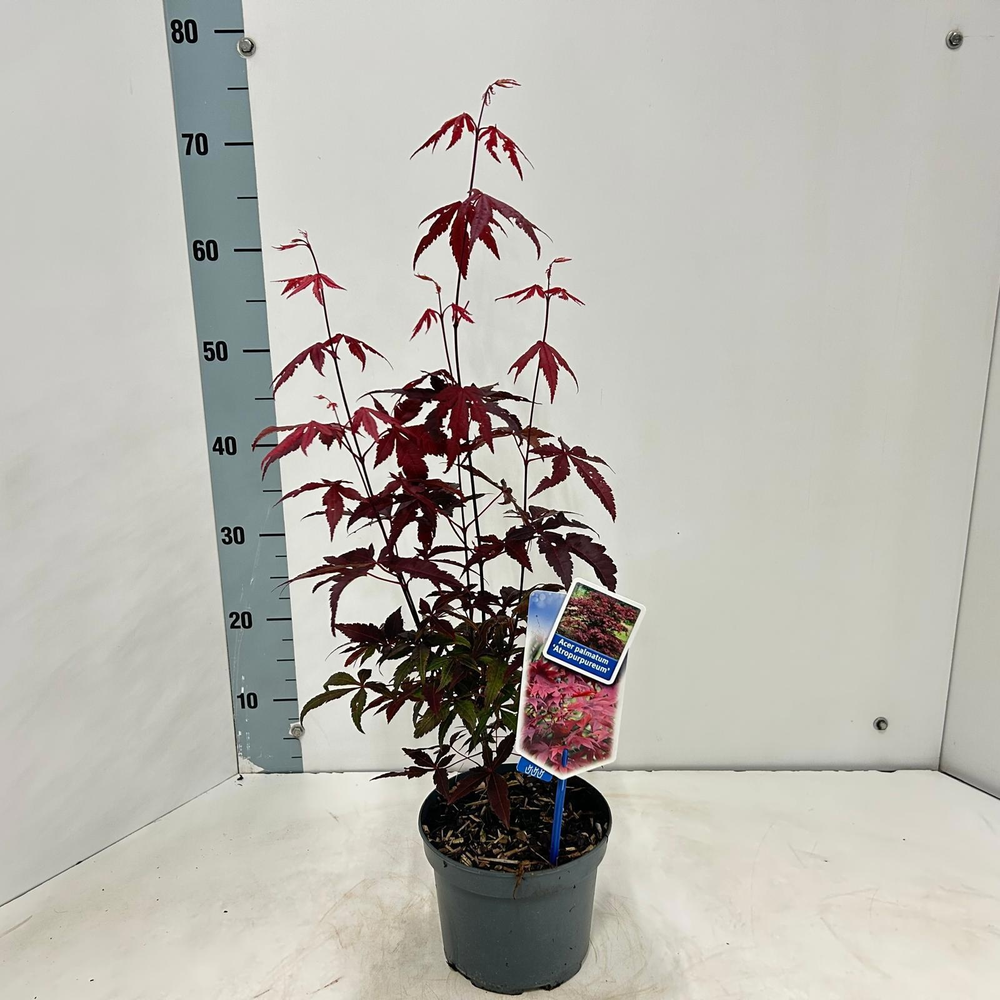 Acer pal. ‘Atropurpureum’.