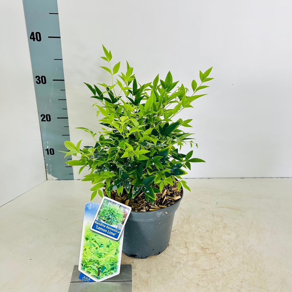 Nandina domestica Lemon & Lime ('Lemlim'PBR).