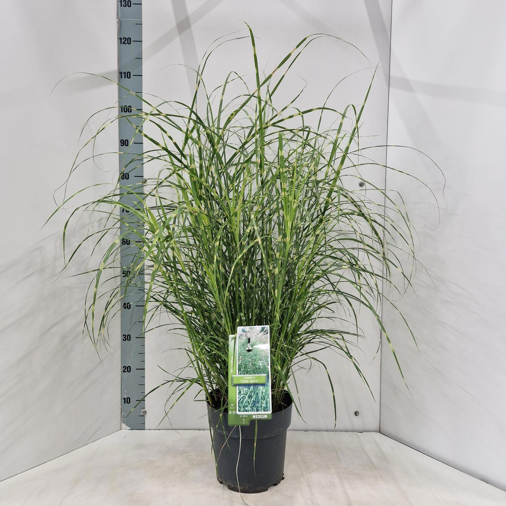Miscanthus sin. 'Little Zebra'.