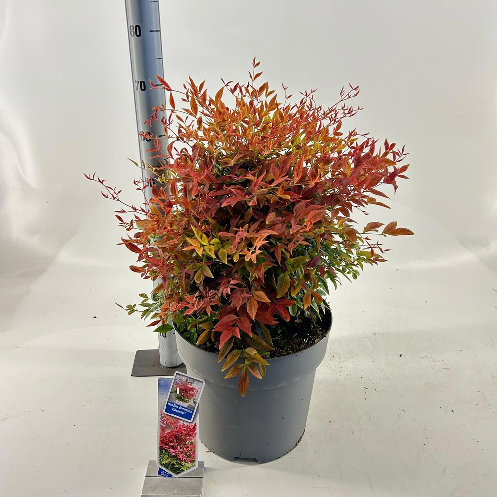 Nandina domestica Obsessed ('Seika'PBR).