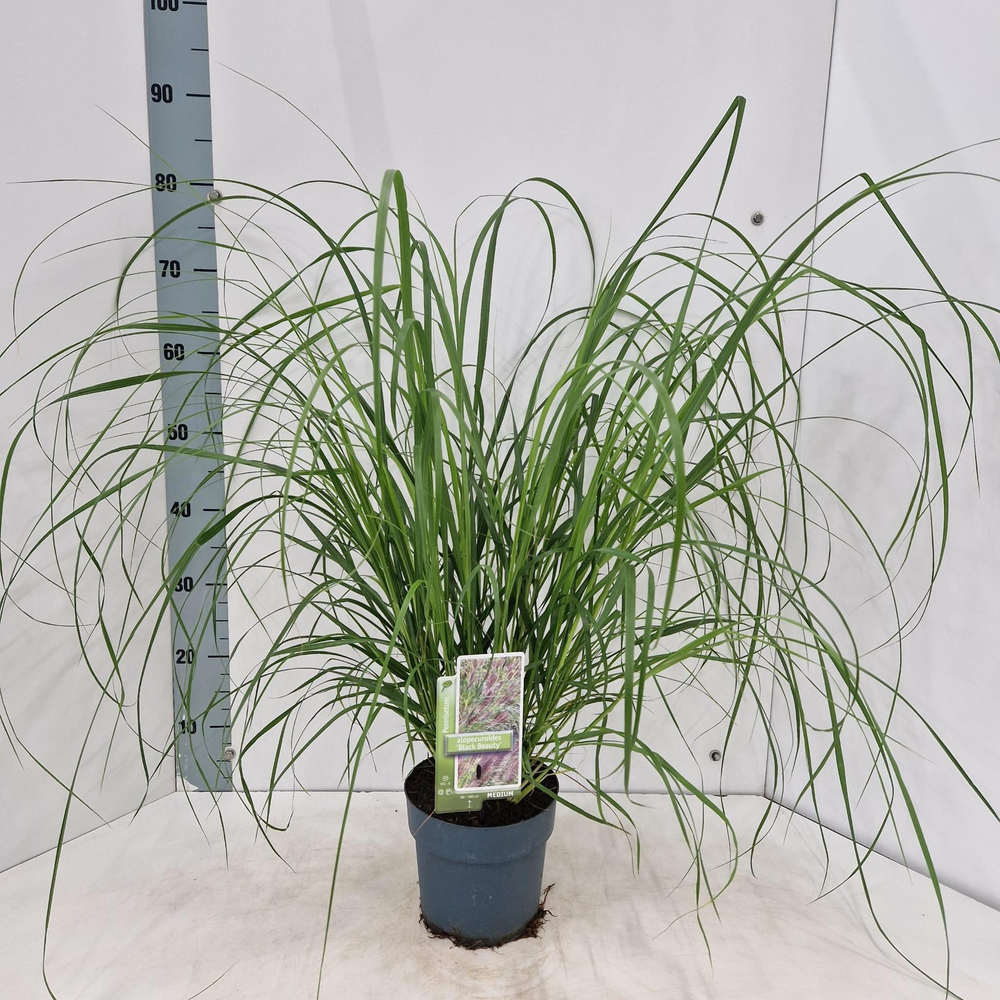 Pennisetum alopecuroides 'Black Beauty'.
