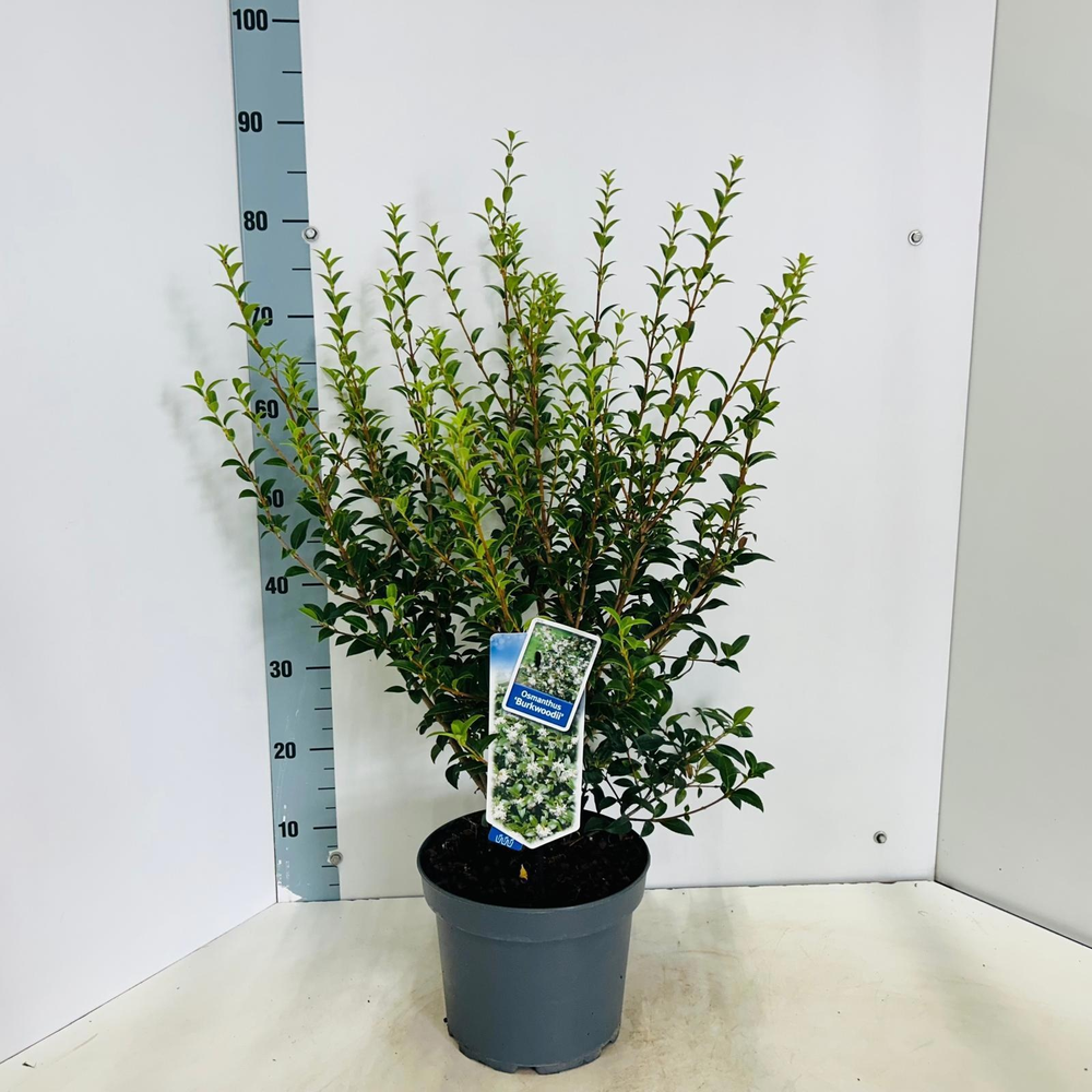 Osmanthus burkwoodii.