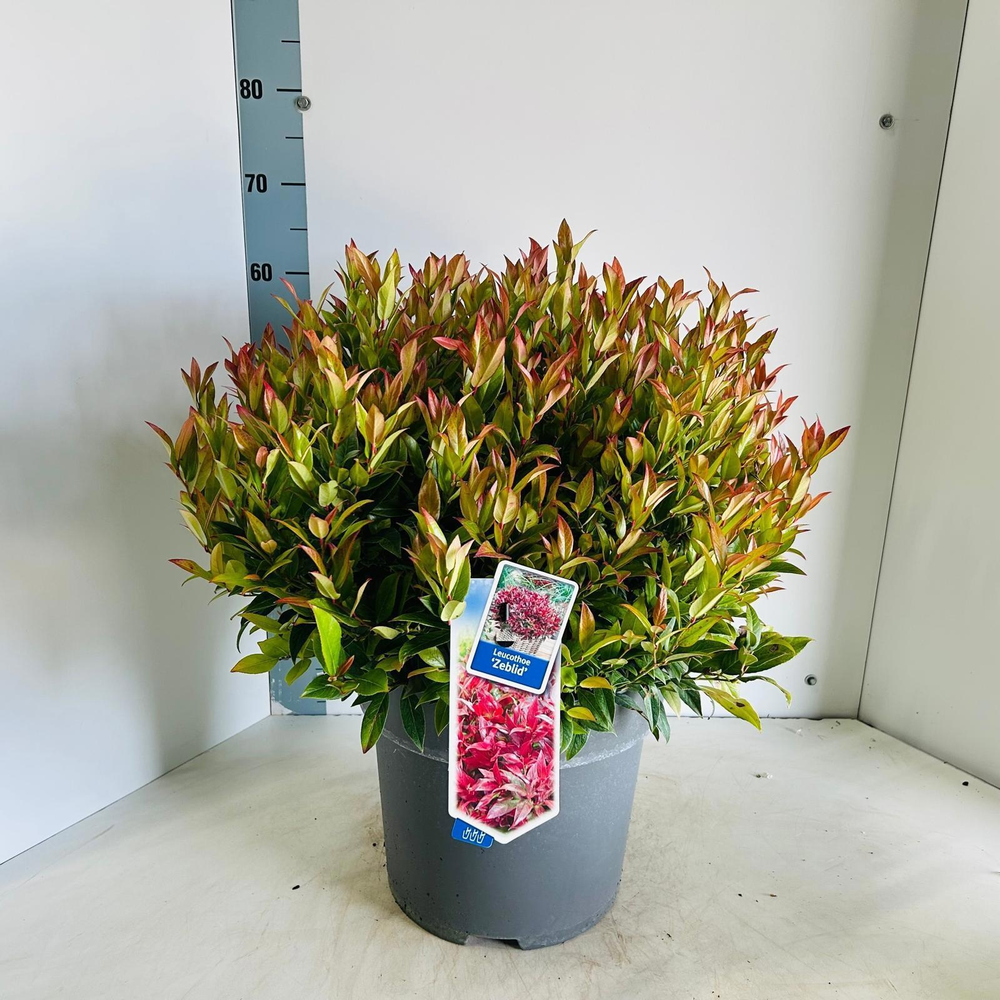 Leucothoe 'Zeblid'.