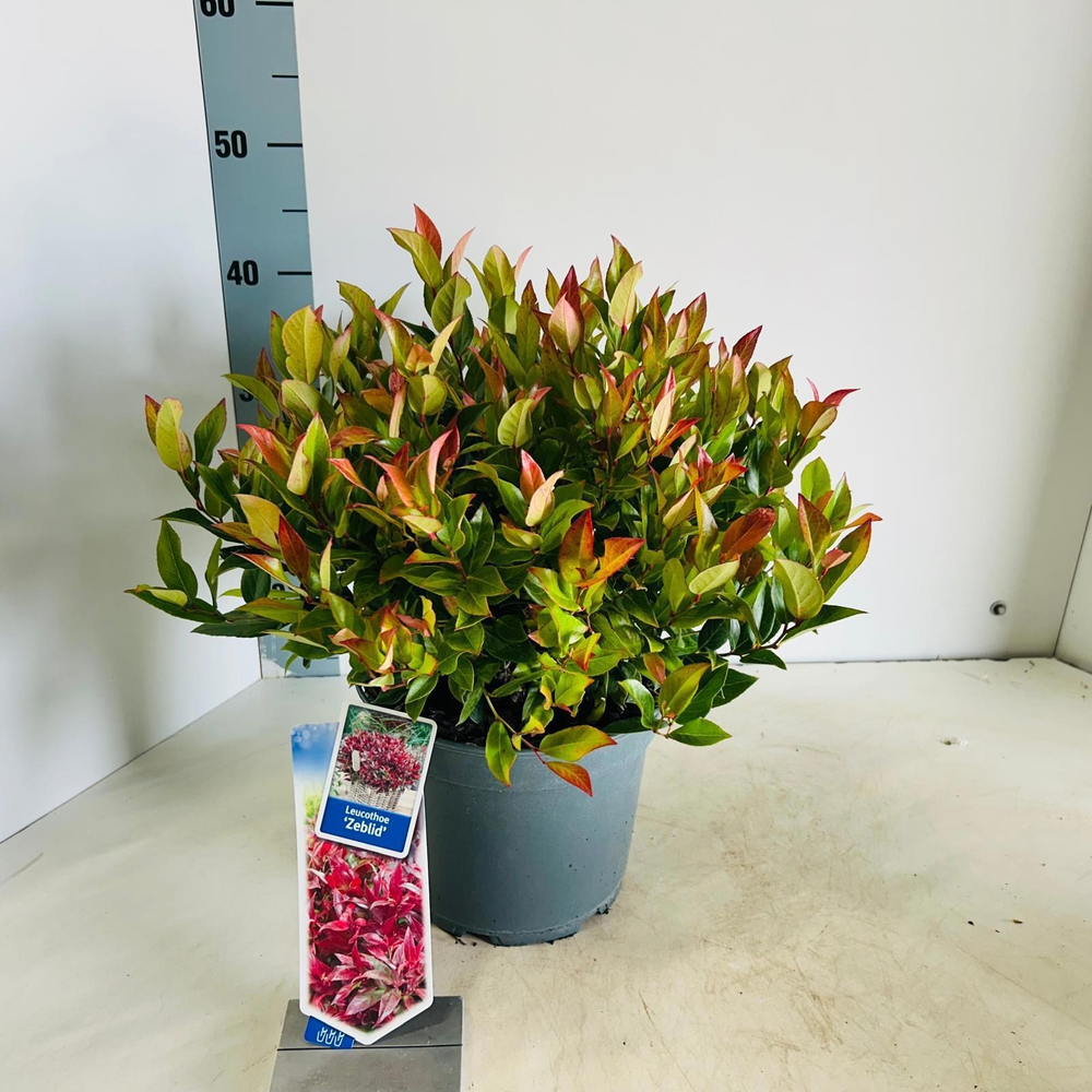 Leucothoe 'Zeblid'.