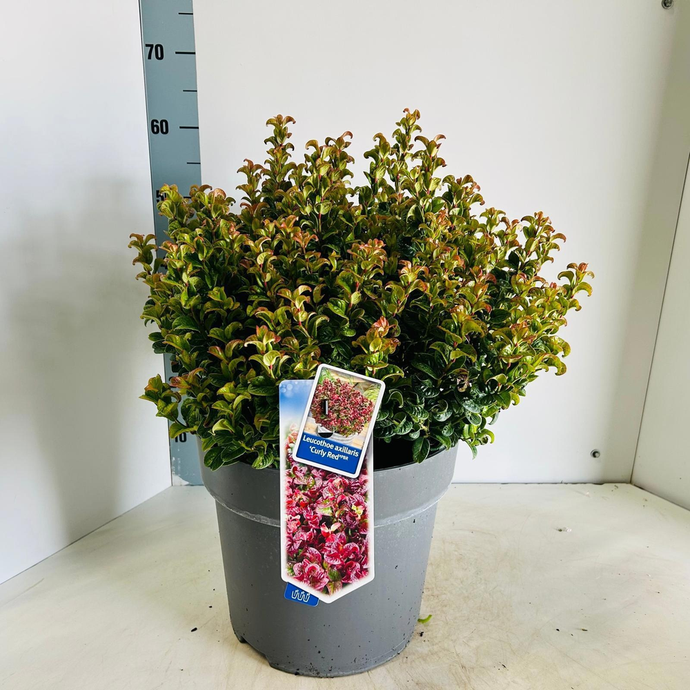 Leucothoe axillaris ‘Curly Red’ PBR.