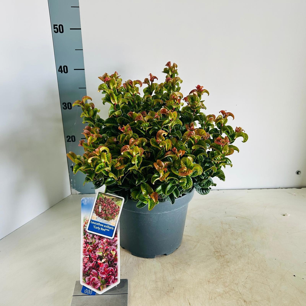 Leucothoe axillaris ‘Curly Red’ PBR.