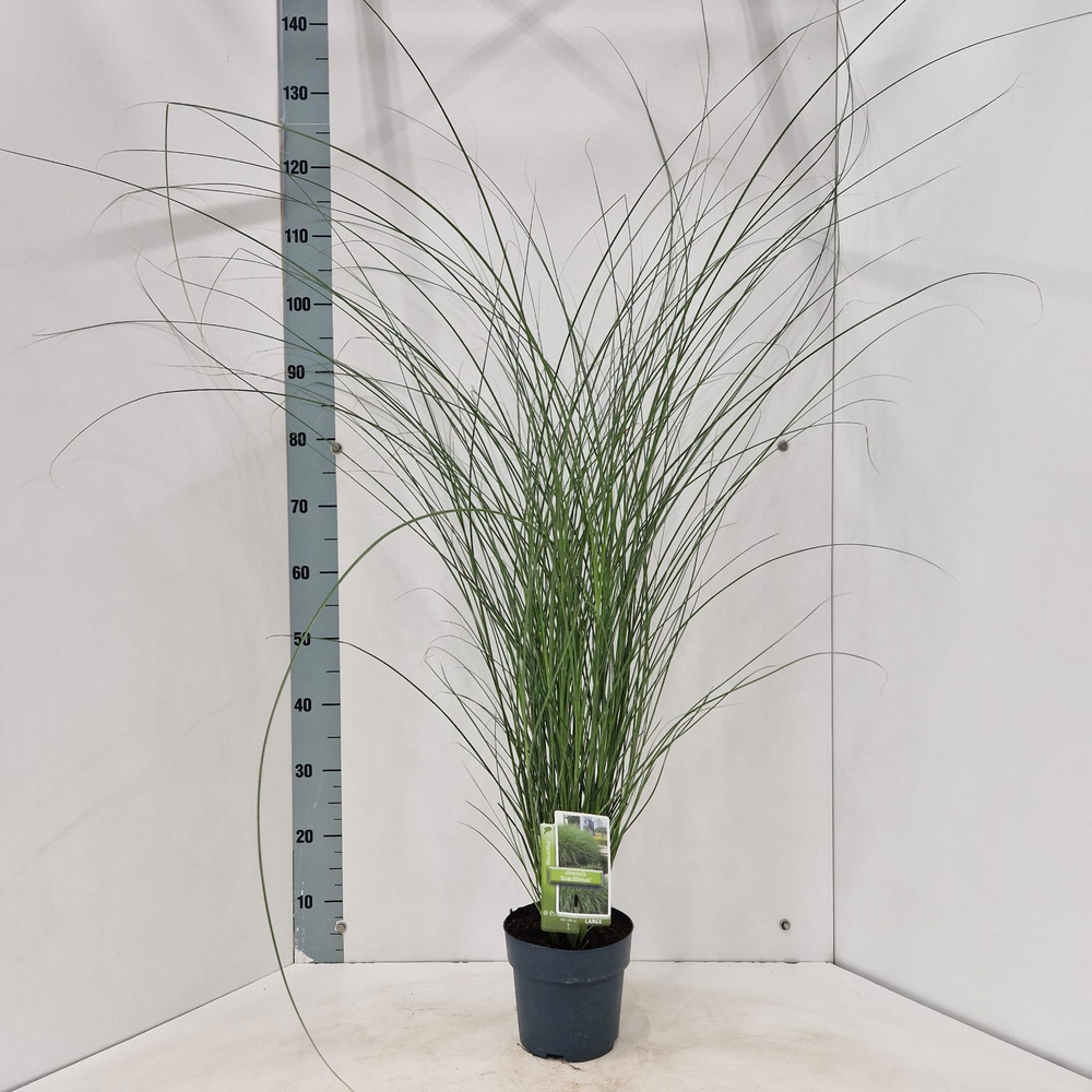 Miscanthus sin. 'Gracillimus'.