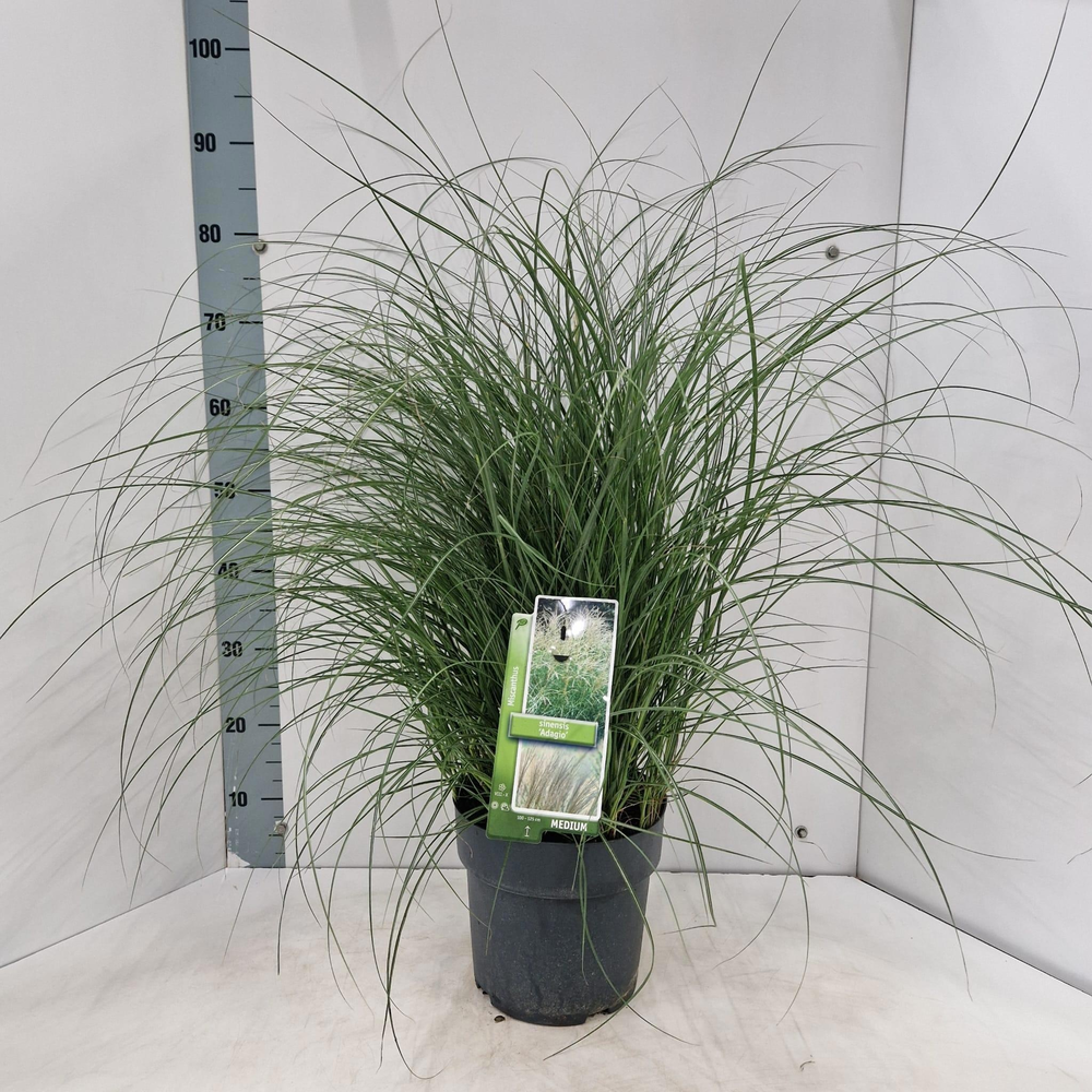 Miscanthus sin. 'Adagio'.
