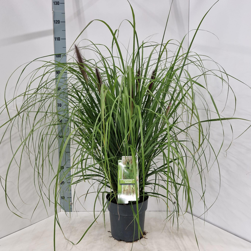 Pennisetum alopecuroides 'Red Head'.