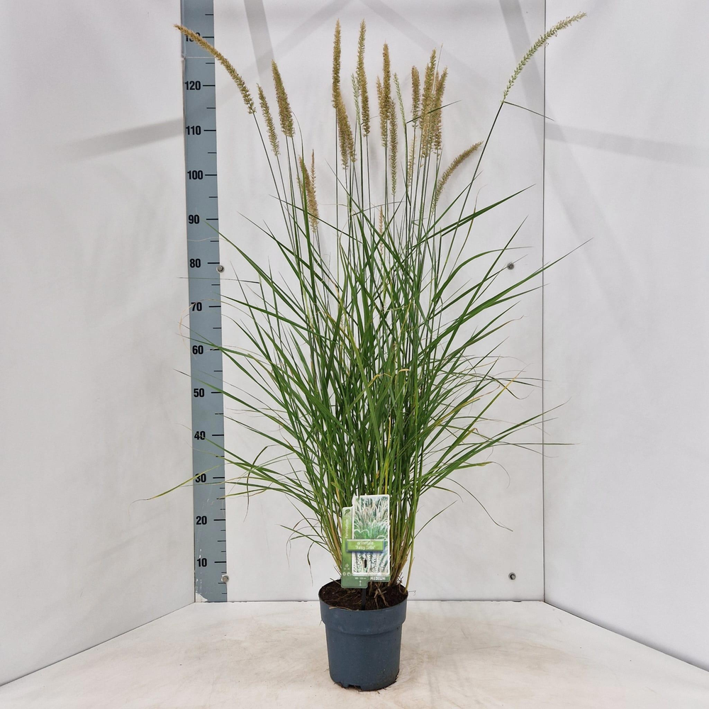 Pennisetum orientale 'Fairy Tails'.