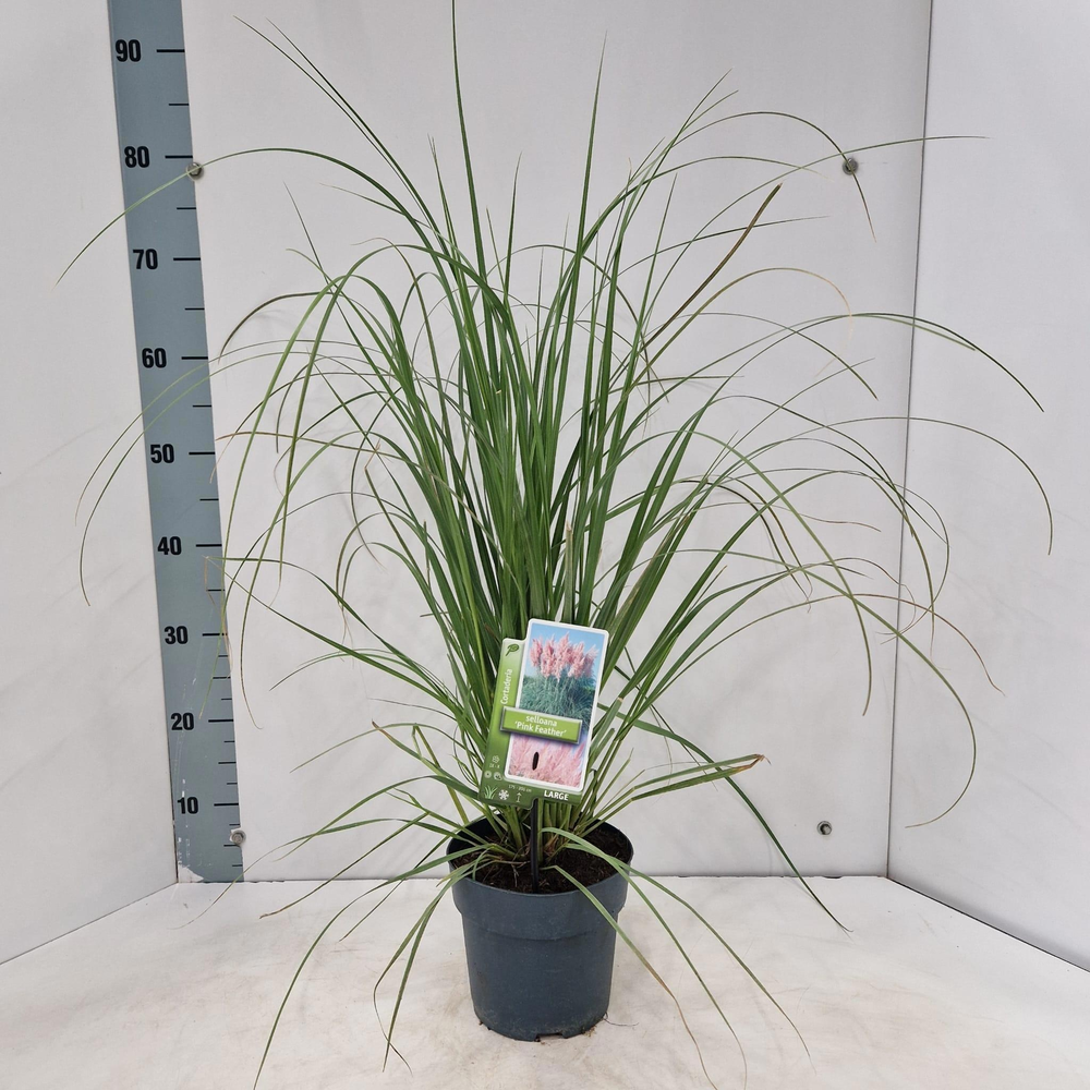 Cortaderia selloana 'Pink Feather'.