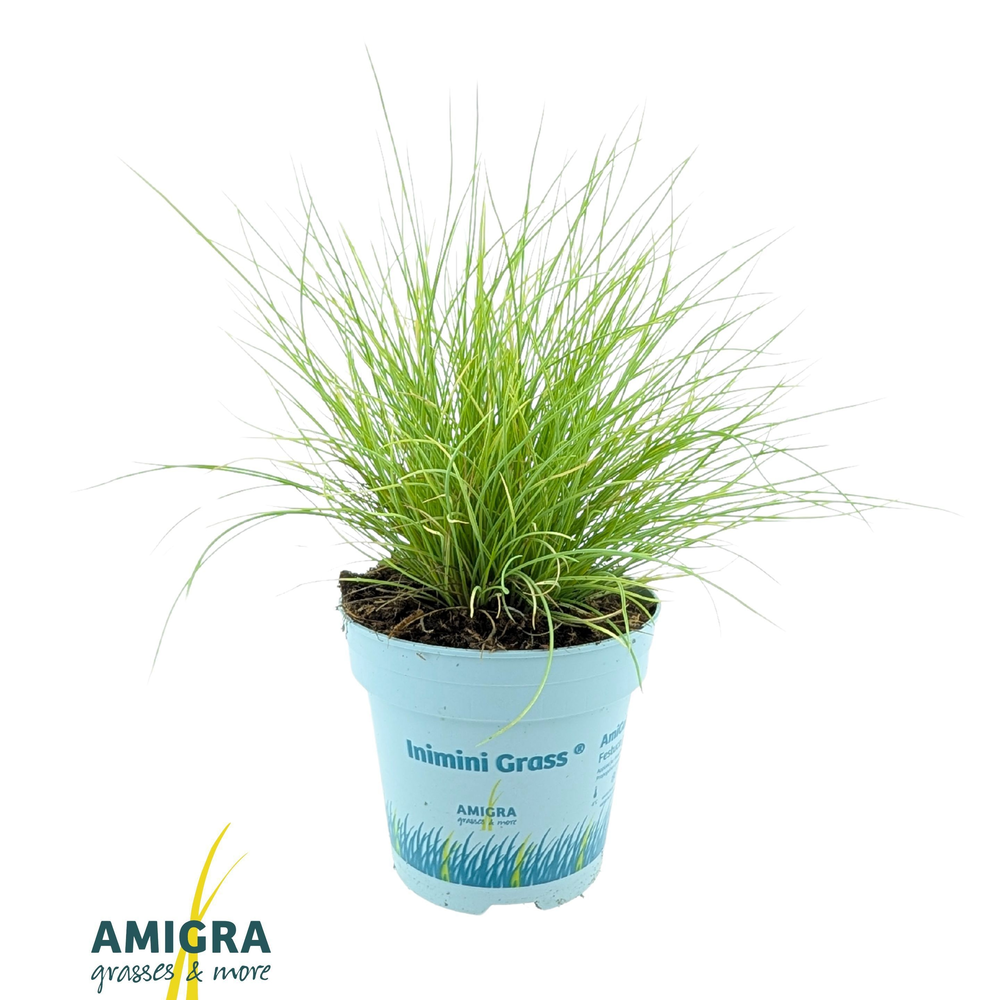 Festuca glauca AmiGold®.