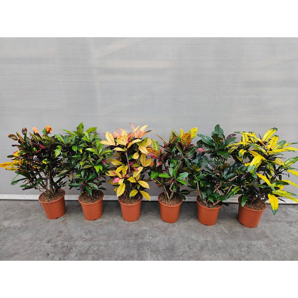 Codiaeum mix (Croton mix).