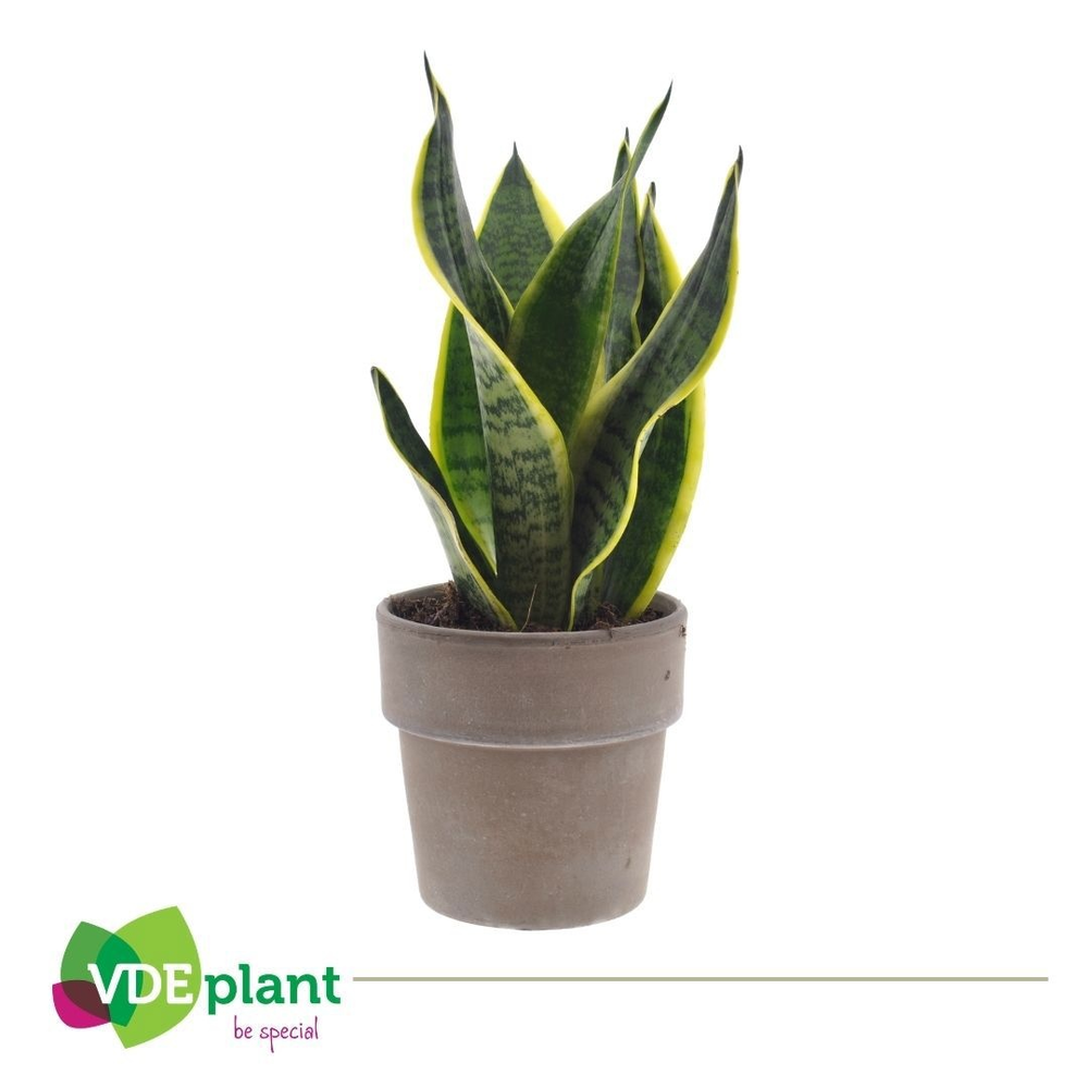Sansevieria in Terracotta grey.