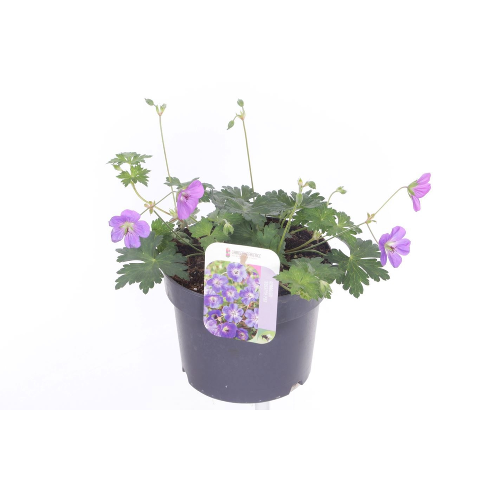 Geranium Rozanne.