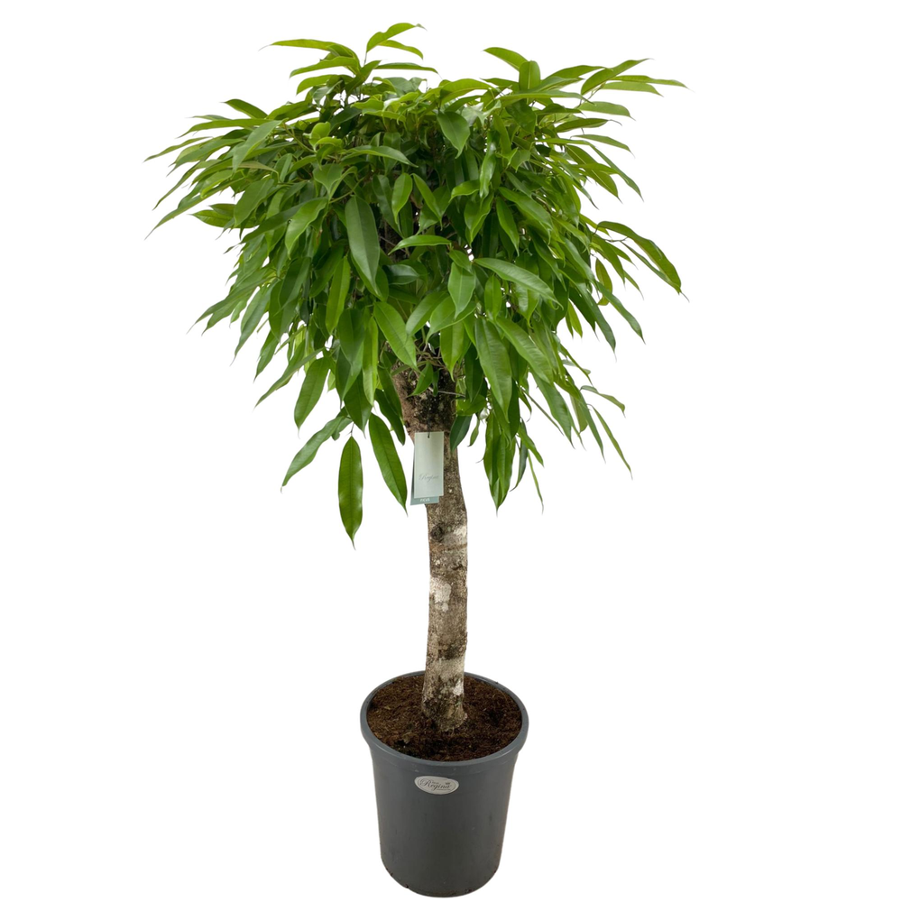 Ficus Binnendijkii Amstel King Rechte stam p31.