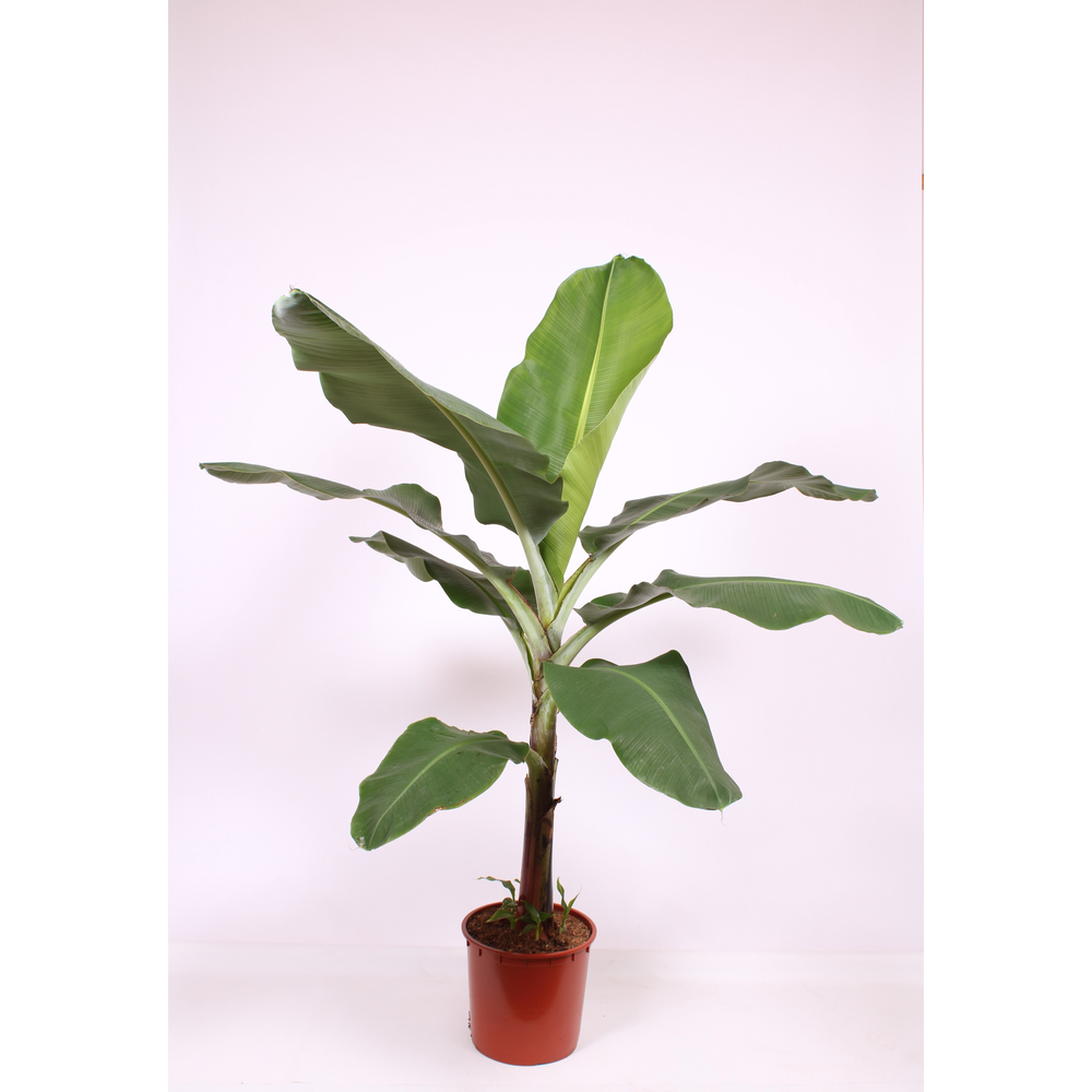 Musa 'Dwarf Cavendish'.